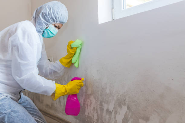 Mold Removal for HVAC Installations in Mount Pleasant, TN